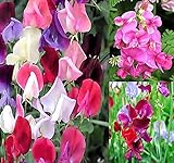 photo: You can buy Big Pack - Sweet Pea Sweetpea Flower Seed (400+) Lathyrus odoratus Flower Seeds - Heirloom Mix Very Fragrant Blooms - Red Salmon Pink Lavender - Non-GMO Flower Seeds By MySeeds.Co (Big Pack Sweet Pea) online, best price $9.99 ($0.02 / Count) new 2024-2023 bestseller, review