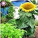 foto 40 unidades semillas de girasol gigante, semillas de flores grandes gigantes, mejores semillas de calidad para las plantas del jardín de la familia de deliciosos bocadillos de semilla annuus 2024-2023