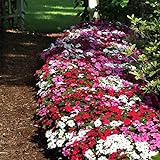 photo: You can buy Impatiens Flower Garden Seeds - F1 Dazzler Series - Merlot Mix - 500 Seeds - Annual Flower Gardening Seeds - Impatiens wallerana online, best price $21.68 new 2024-2023 bestseller, review
