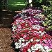 photo Impatiens Flower Garden Seeds - F1 Dazzler Series - Merlot Mix - 500 Seeds - Annual Flower Gardening Seeds - Impatiens wallerana 2023-2022