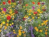 photo: acheter Cioler Seed House - Graines de fleurs sauvages rares Mélange de fleurs Mélange amical pour les abeilles et les abeilles en ligne, meilleur prix 4,29 € nouveau 2024-2023 best-seller, examen