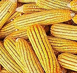 photo: You can buy 1 lb (1,600+ Seeds) Reid's Yellow Field Corn Seed (OP) Open pollinated Variety - Non-GMO Seeds by MySeeds.Co (1 lb Reid Yellow Corn) online, best price $24.95 new 2024-2023 bestseller, review