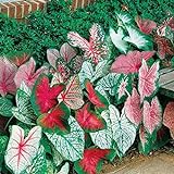 photo: You can buy Caladium, Bulb, Fancy Mix, Pack of 10 (Ten), Easy to Grow, Colorful Mix, HOSTA online, best price $17.90 ($1.79 / Count) new 2024-2023 bestseller, review