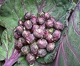 photo: You can buy Seeds4planting - Seeds Brussels Sprouts Cabbage Purple Heirloom Vegetable Non GMO online, best price $6.94 new 2024-2023 bestseller, review