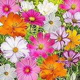 photo: You can buy Bulk Package of 7,000 Seeds, Crazy Mix Cosmos (Cosmos bipinnatus) Non-GMO Seeds by Seed Needs online, best price $12.99 ($0.00 / Count) new 2024-2023 bestseller, review