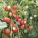 photo 100 graines de fraises grimpantes (Climbing Strawberry) 2024-2023