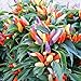 photo Park Seed NuMex Easter Ornamental Chili Pepper Seeds, Pack of 10 Seeds 2024-2023