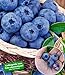 foto BALDUR Garten Heidelbeere Kosmopolitan Blaubeeren Heidelbeeren Pflanze, 1 Pflanze Vaccinium corymbosum reichtragend rotes Fruchtfleisch 2024-2023