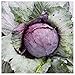 photo Everwilde Farms - 1 Lb Red Acre Cabbage Seeds - Gold Vault 2024-2023