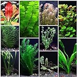 photo: You can buy 10 Species Live Aquarium Plants Package - Anacharis, Swords, Vallisneria and More! online, best price $31.98 ($3.20 / Count) new 2024-2023 bestseller, review