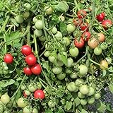foto: jetzt Gartenperle Tomatensamen für ca. 20 Pflanzen - ideale Kübeltomate, Massenertrag Online, bester Preis 1,99 € (0,10 € / stück) neu 2024-2023 Bestseller, Rezension
