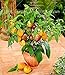 foto 100 Stück/Beutel Mini-Süßmelonensamen, Melonenbaum, nicht-gentechnikverändernd, organische Obst- und Gemüsesamen für Heimwerker, Heimgarten 2022-2021