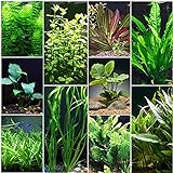 photo: You can buy Florida 10 Species Live Aquarium Plants Bundle online, best price $31.98 new 2024-2023 bestseller, review