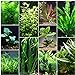 photo Florida 10 Species Live Aquarium Plants Bundle 2023-2022