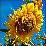 photo: You can buy Seed Needs, 300 Large Mammoth Grey Stripe Sunflower Seeds For Planting (Helianthus annuus) These Sun Flowers are Perfect for the Garden, Attracts Birds, Bees and Butterflies! BULK online, best price $8.99 ($8.99 / Count) new 2024-2023 bestseller, review
