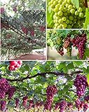 photo: You can buy 50+ Grape Seeds Vine Fruit Seed Fruit Plant Home Garden Non-GMO online, best price $9.00 new 2024-2023 bestseller, review