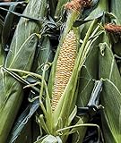 photo: You can buy Burpee Ambrosia Sweet Corn Seeds 200 seeds online, best price $6.70 ($0.03 / Count) new 2024-2023 bestseller, review