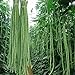 photo 100 Pcs Snake/Yard-Long Asparagus Pole Bean Seeds Heirloom Non-GMO Seeds,for Growing Seeds in The Garden or Home Vegetable Garden 2024-2023