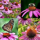 photo: You can buy Purple Coneflower Seeds, Over 5300 Echinacea Seeds for Planting, Non-GMO, Heirloom Flower Seeds online, best price $8.47 new 2024-2023 bestseller, review