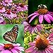 photo Purple Coneflower Seeds, Over 5300 Echinacea Seeds for Planting, Non-GMO, Heirloom Flower Seeds 2024-2023