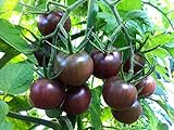 photo: You can buy 30+ Black Cherry Tomato Seeds, Heirloom Non-GMO, Low Acid, Indeterminate, Open-Pollinated, Sweet, Productive, from USA online, best price $3.15 ($44.68 / Ounce) new 2024-2023 bestseller, review