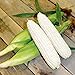 photo CEMEHA SEEDS - White Corn Sweet Non GMO Vegetable for Planting 2024-2023