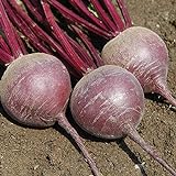 photo: You can buy David's Garden Seeds Beet Merlin 9981 (Red) 200 Non-GMO, Hybrid Seeds online, best price $3.95 new 2024-2023 bestseller, review