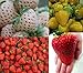 foto Erdbeeren-Sortiment XXL (Weisse+Gelbe+Rote+Riesenerdbeeren) 80++ Samen (Die Gartensensation) 2024-2023