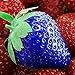 foto XQxiqi689sy Erdbeer-Samen, nahrhaftes Vitamin, bunt, nicht transgenisch, Bauernhoffruchtsamen, Blau, 100 Stück 2022-2021