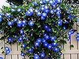 photo: You can buy Blue Morning Glory Climbing Vine | 100 Seeds to Plant | Beautiful Flowering Vine online, best price $6.96 ($0.07 / Count) new 2024-2023 bestseller, review