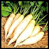 photo: You can buy Radish Seeds for Planting | Non-GMO White Icicle Radish Seeds | Planting Packets Include Planting Instructions online, best price $5.99 new 2024-2023 bestseller, review