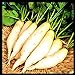 photo Radish Seeds for Planting | Non-GMO White Icicle Radish Seeds | Planting Packets Include Planting Instructions 2022-2021