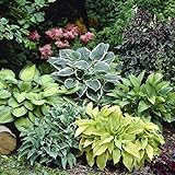 photo: You can buy Mixed Hosta Perennials (6 Pack of Bare Roots) - Great Hardy Shade Plants online, best price $21.20 ($3.53 / Count) new 2024-2023 bestseller, review