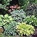 photo Mixed Hosta Perennials (6 Pack of Bare Roots) - Great Hardy Shade Plants 2024-2023