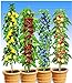 foto BALDUR Garten Säulen-Obst-Kollektion Birne, Kirsche, Pflaume & Apfel, 4 Pflanzen als Säule Birnbaum, Kirschbaum, Pflaumenbaum, Apfelbaum 2024-2023