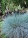 photo Perennial Farm Marketplace Festuca g. 'Elijah Blue' (Fescue) Ornamental Grass, Size-#1 Container, Bluish Gray Foliage 2024-2023