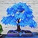 foto TOYHEART 100 Piezas De Semillas De Flores De Primera Calidad, Semillas De árboles De Arce Atractivas Hermosas Y Encantadoras Semillas De árboles De Arce Azul Bonsai Para El Hogar Azul 2024-2023