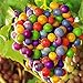 foto TENGGO Egrow 50 Teile/Paket Traubenkernen Regenbogen Colorful Garten Obst Pflanzen Süße Kyoho Traubenkerne 2024-2023