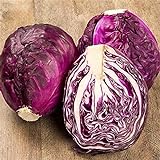 photo: You can buy RattleFree Cabbage Seeds for Planting | Heirloom & Non-GMO | 500 Red Acre Cabbage Vegetable Seeds for Planting Home Gardens | Growing Instructions Included on Planting Packets online, best price $6.95 new 2024-2023 bestseller, review