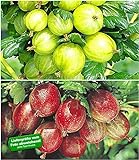 foto: jetzt BALDUR Garten Stachelbeer-Sträucher-Set, 2 Pflanzen Ribes 'Gelbe Invicta®' und 'Rote Spinefree®' Online, bester Preis 16,99 € neu 2024-2023 Bestseller, Rezension