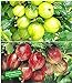 foto BALDUR Garten Stachelbeer-Sträucher-Set, 2 Pflanzen Ribes 'Gelbe Invicta®' und 'Rote Spinefree®' 2024-2023