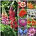 photo Seed Needs, Bird and Butterfly Wildflower Mixture (99% Pure Live Seed) Bulk Package of 30,000 Seeds 2023-2022