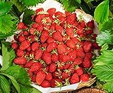 photo: You can buy CEMEHA SEEDS - Alpine Strawberry Regina Everbearing Berries Indoor Non GMO Fruits for Planting online, best price $8.95 ($0.30 / Count) new 2024-2023 bestseller, review