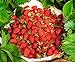 photo CEMEHA SEEDS - Alpine Strawberry Regina Everbearing Berries Indoor Non GMO Fruits for Planting 2024-2023