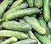 photo 50 Rhinish Pickle Cucumber Seeds | Non-GMO | Heirloom | Fresh Garden Seeds 2024-2023
