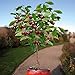 photo 10 Seeds Dwarf Cherry Tree Self-Fertile Fruit Tree Indoor/Outdoor 2024-2023