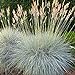 photo Outsidepride Blue Fescue Ornamental Grass Seed - 5000 Seeds 2024-2023