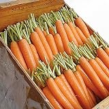 photo: You can buy David's Garden Seeds Carrot Napoli 1122 (Orange) 200 Non-GMO, Hybrid Seeds online, best price $3.95 new 2024-2023 bestseller, review