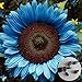 foto Voldrew Semillas de Flores, 50 unids/Bolsa Semillas de Planta no GMO Alta germinación productiva Brillante Azul Girasol Girasol Semillas para la siembra Girasol 2024-2023