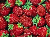 photo: You can buy Fort Laramie Everbearing Strawberry 25 Bare Root Plants - Hardiest Everbearer online, best price $13.09 new 2024-2023 bestseller, review